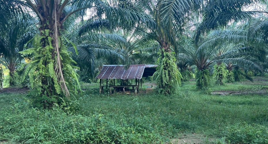 For sale land in Takua Thung, Phang Nga