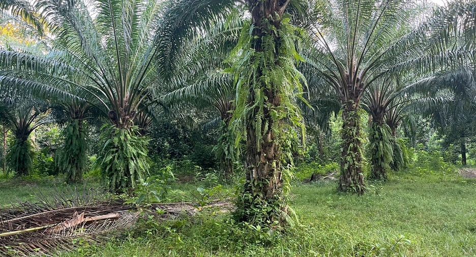 For sale land in Takua Thung, Phang Nga