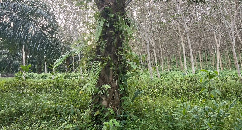 For sale land in Takua Thung, Phang Nga