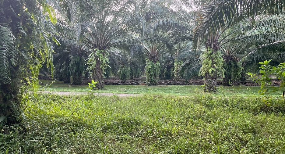 For sale land in Takua Thung, Phang Nga