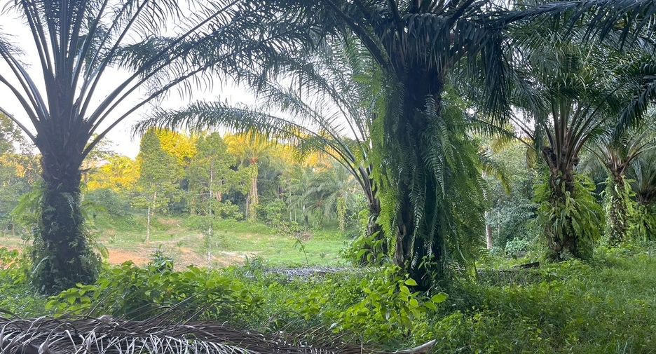 For sale land in Takua Thung, Phang Nga