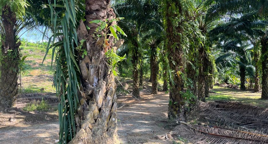 Grundstück zum Kauf in Takua Thung, Phang Nga