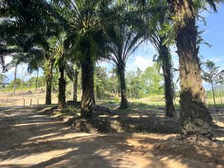 For sale land in Takua Thung, Phang Nga