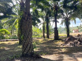 For sale land in Takua Thung, Phang Nga