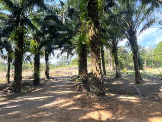 For sale land in Takua Thung, Phang Nga