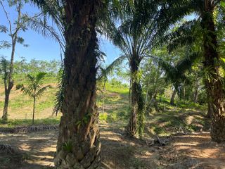 For sale land in Takua Thung, Phang Nga