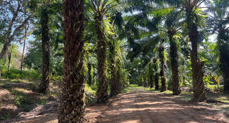 Grundstück zum Kauf in Takua Thung, Phang Nga