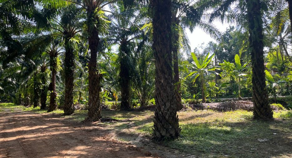 Grundstück zum Kauf in Takua Thung, Phang Nga