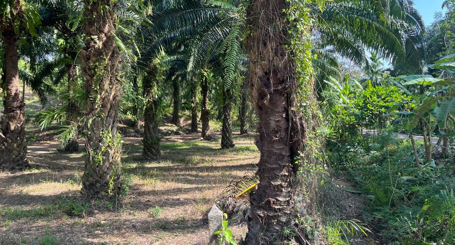 Grundstück zum Kauf in Takua Thung, Phang Nga