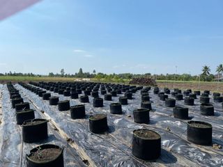 For sale land in Sam Chuk, Suphan Buri
