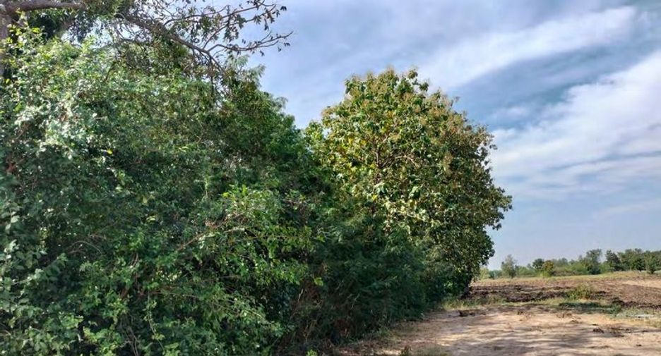 For sale land in Khok Samrong, Lopburi