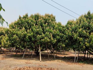 For sale land in Wiang Pa Pao, Chiang Rai