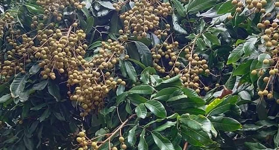 出售 土地 在 Wiang Pa Pao, Chiang Rai