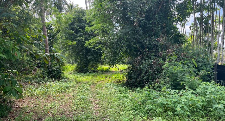 For sale land in Takua Thung, Phang Nga
