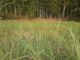 For sale land in Pak Phli, Nakhon Nayok