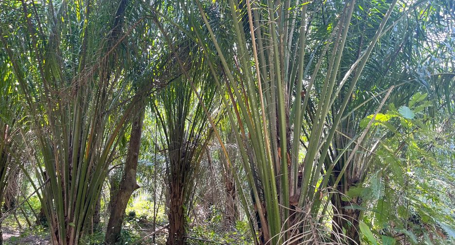 For sale land in Takua Thung, Phang Nga