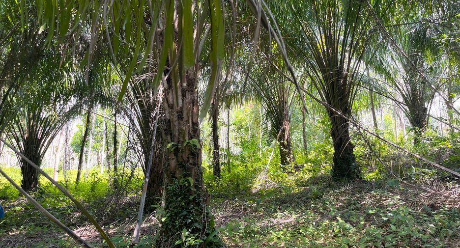 For sale land in Takua Thung, Phang Nga