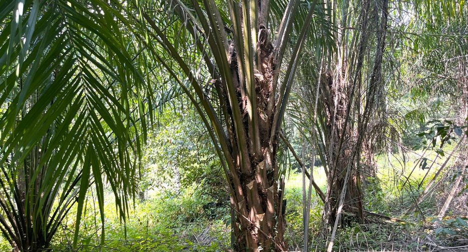 For sale land in Takua Thung, Phang Nga
