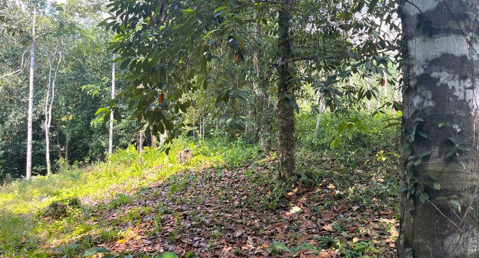 For sale land in Takua Thung, Phang Nga