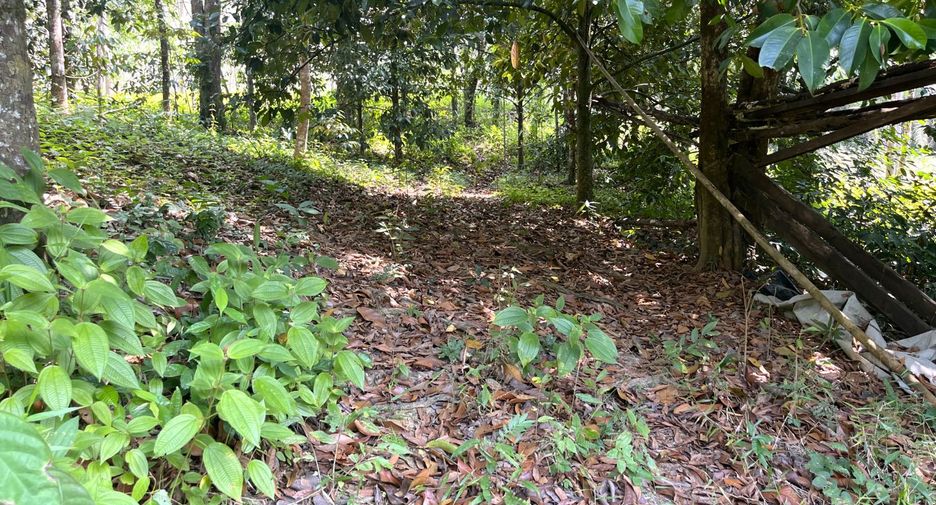 For sale land in Takua Thung, Phang Nga