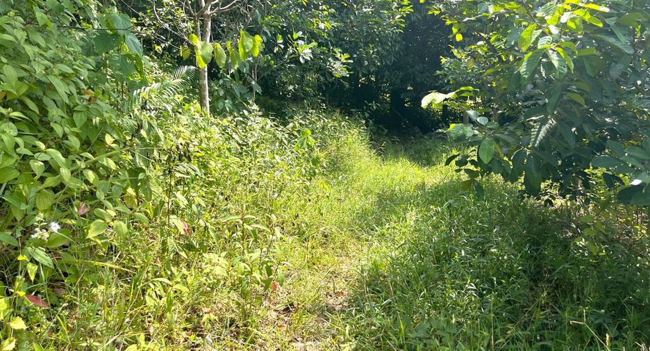 For sale land in Takua Thung, Phang Nga
