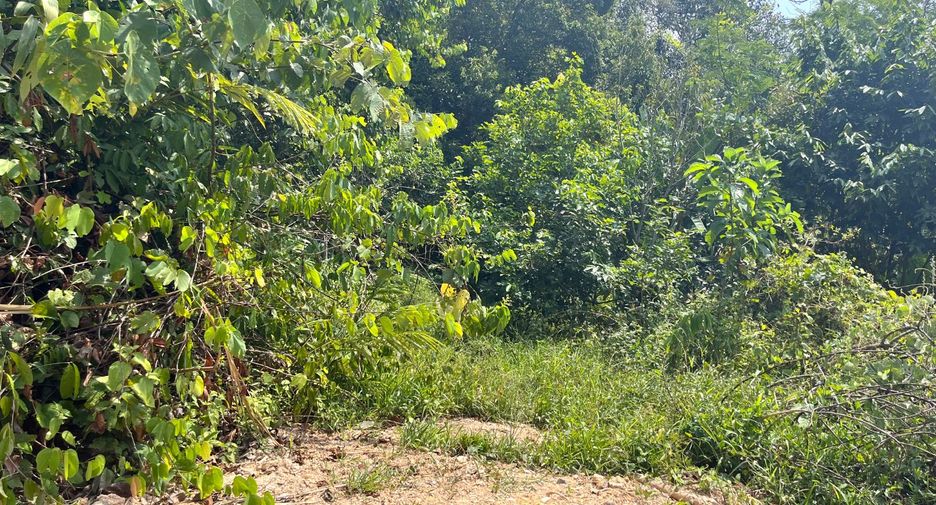 For sale land in Takua Thung, Phang Nga