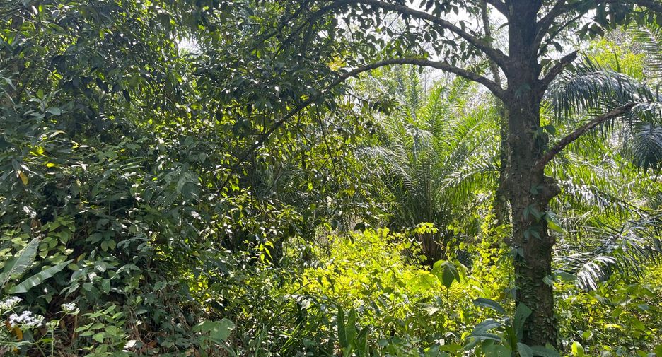 For sale land in Takua Thung, Phang Nga