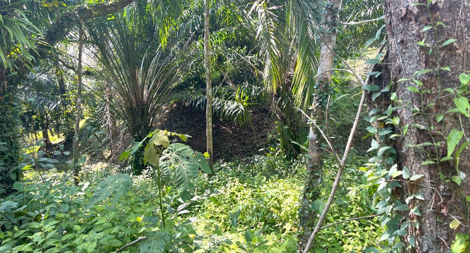 For sale land in Takua Thung, Phang Nga