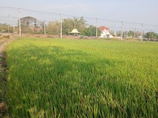 For sale land in Ban Mi, Lopburi