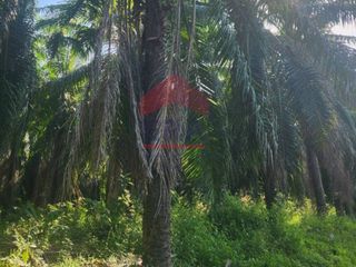 For sale land in Mueang Krabi, Krabi