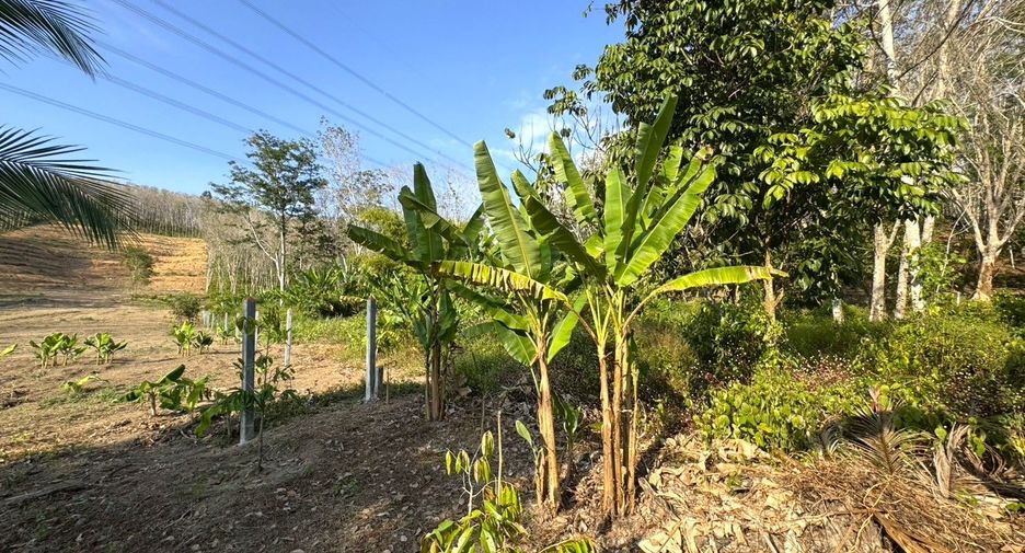 For sale land in Takua Thung, Phang Nga