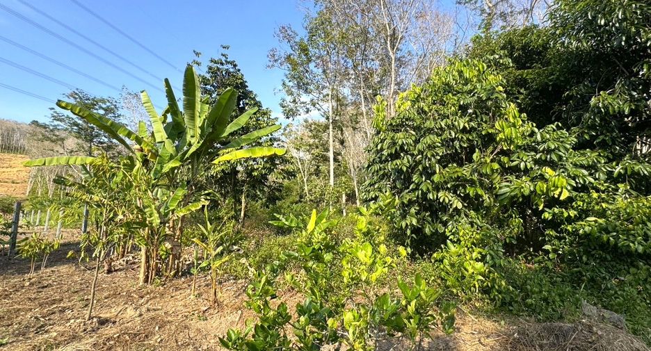 For sale land in Takua Thung, Phang Nga