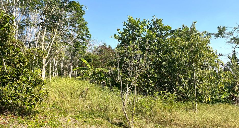 Grundstück zum Kauf in Takua Thung, Phang Nga