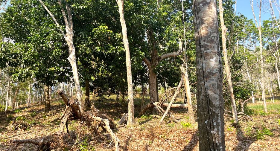 Grundstück zum Kauf in Takua Thung, Phang Nga