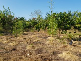 For sale land in Thong Saen Khan, Uttaradit