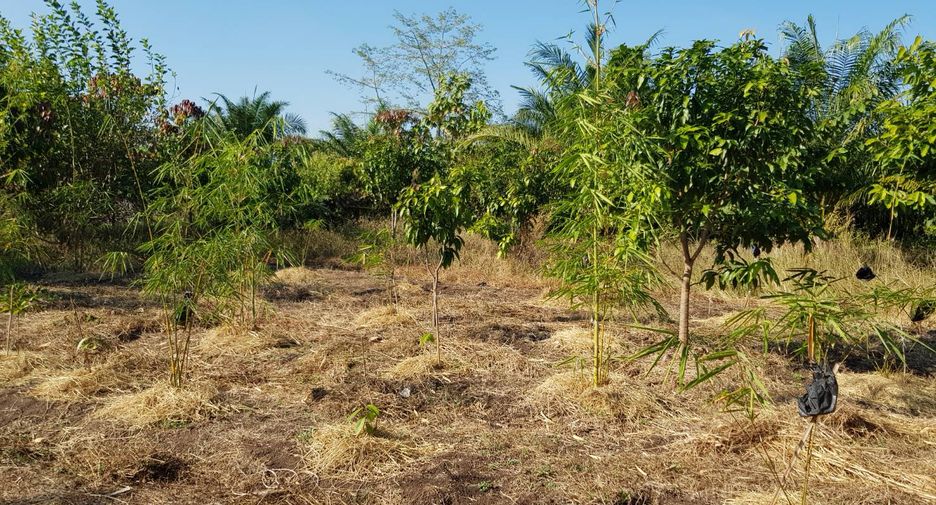 For sale land in Thong Saen Khan, Uttaradit