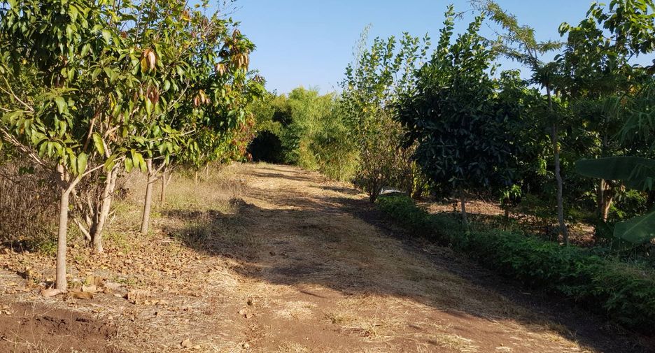 For sale land in Thong Saen Khan, Uttaradit