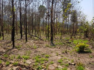 For sale land in Nam Pat, Uttaradit