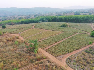 For sale land in Mueang Lampang, Lampang