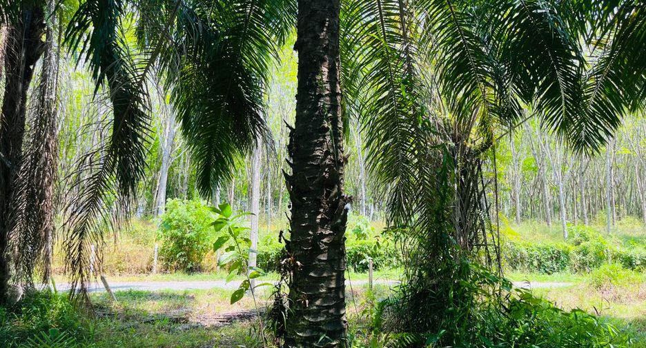 Grundstück zum Kauf in Takua Thung, Phang Nga