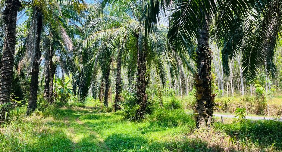 Grundstück zum Kauf in Takua Thung, Phang Nga