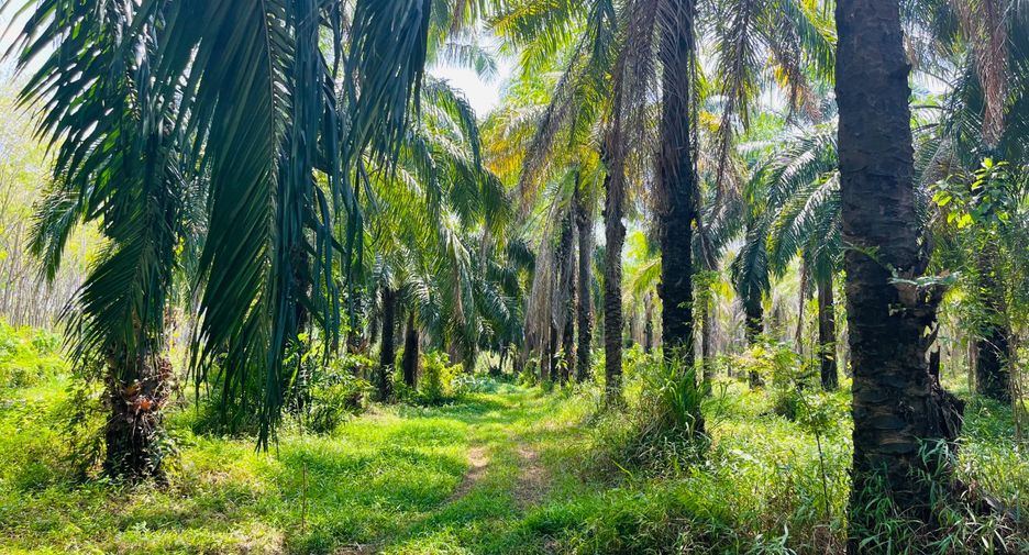 Grundstück zum Kauf in Takua Thung, Phang Nga