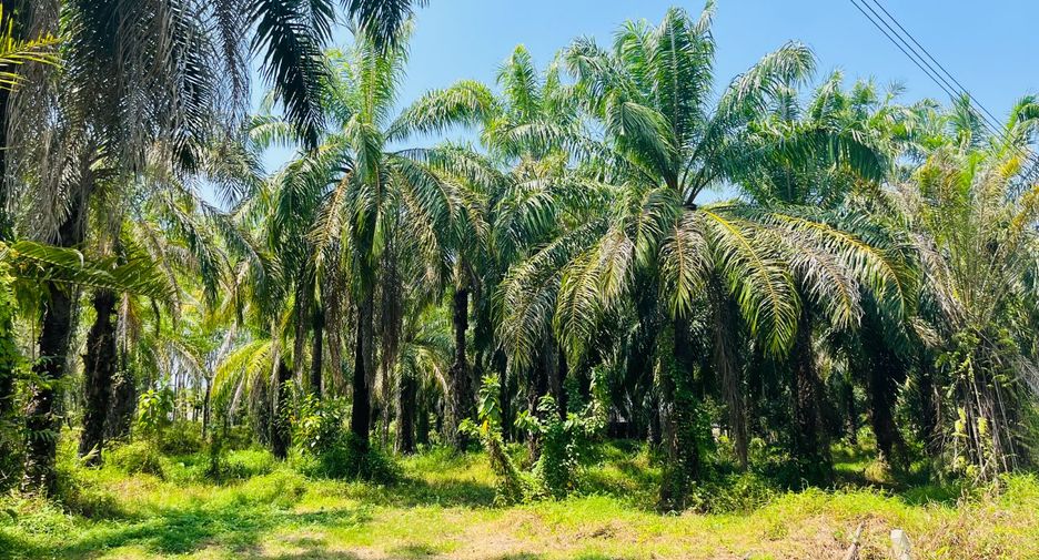 Grundstück zum Kauf in Takua Thung, Phang Nga