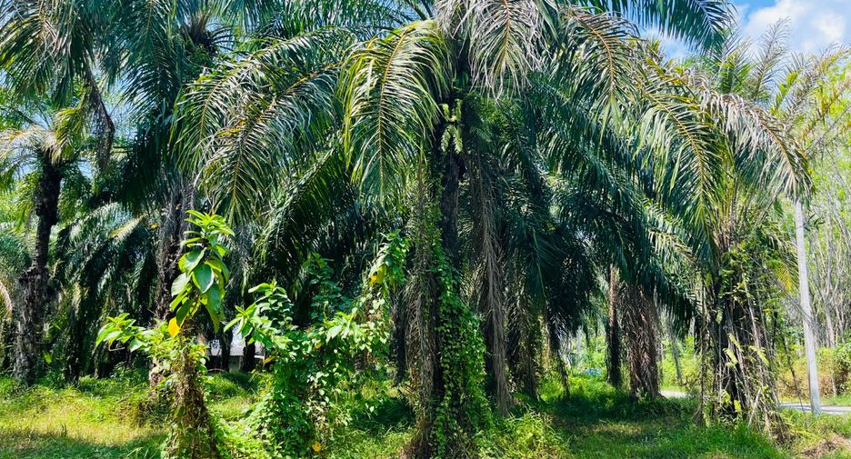 Grundstück zum Kauf in Takua Thung, Phang Nga