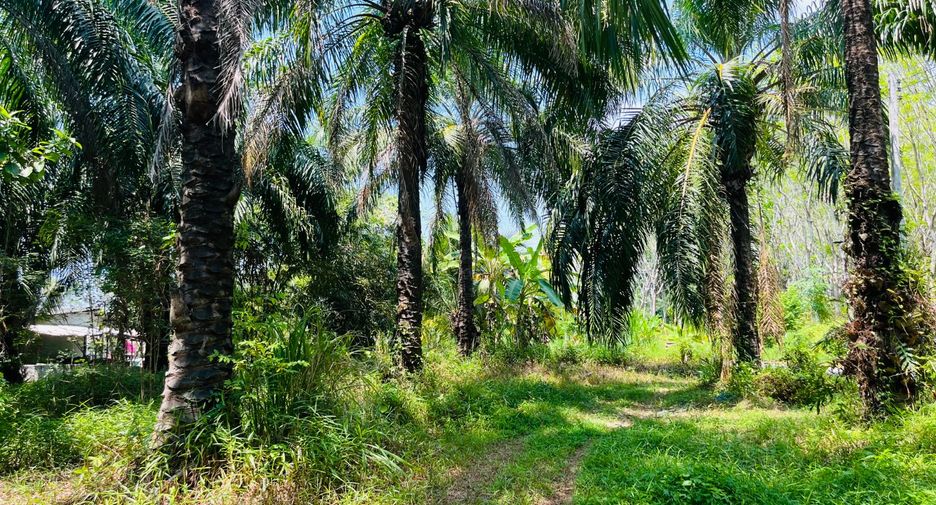 Grundstück zum Kauf in Takua Thung, Phang Nga