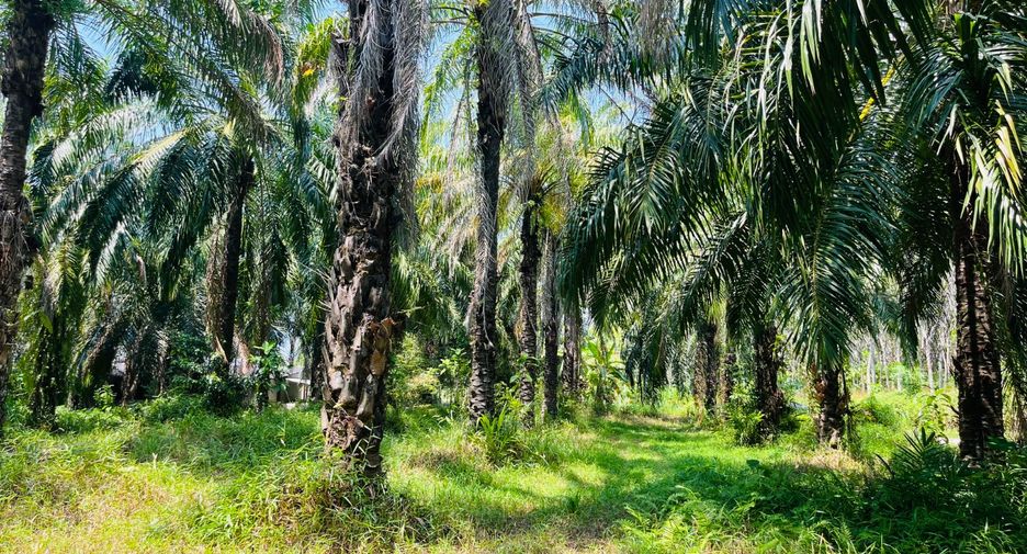 Grundstück zum Kauf in Takua Thung, Phang Nga
