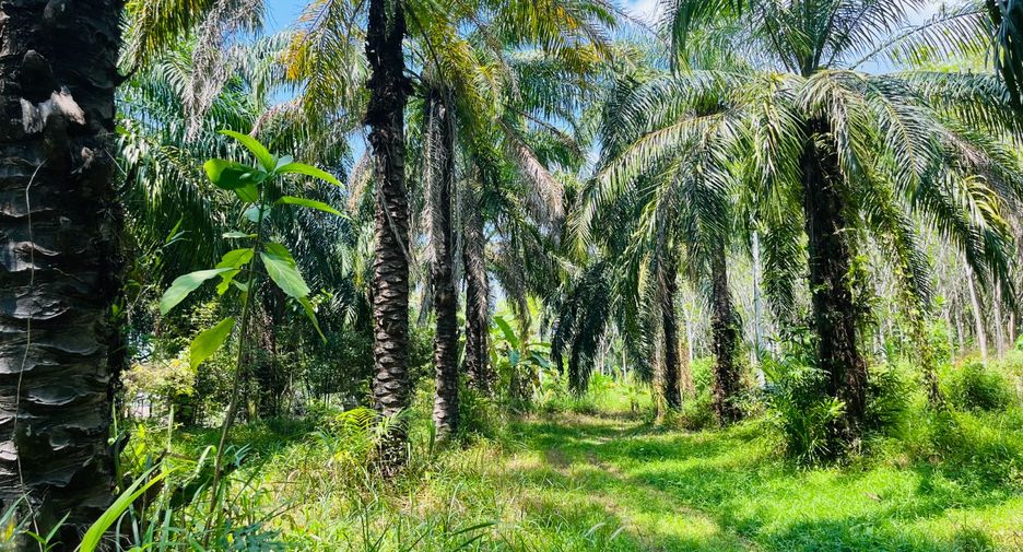 Grundstück zum Kauf in Takua Thung, Phang Nga