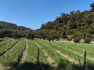 For sale land in Chiang Dao, Chiang Mai