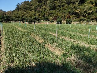 For sale land in Chiang Dao, Chiang Mai