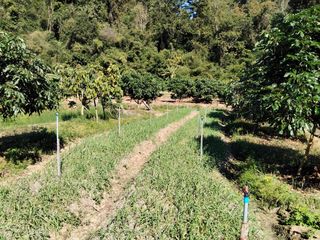 For sale land in Chiang Dao, Chiang Mai